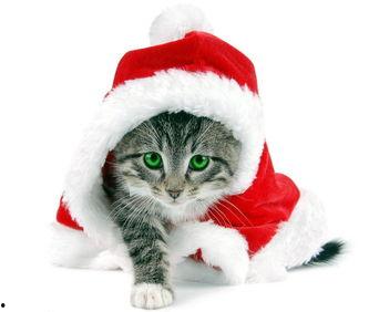 娱乐吃瓜酱猫,揭秘娱乐圈那些不为人知的幕后故事