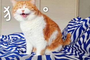 娱乐吃瓜酱猫,揭秘娱乐圈那些不为人知的幕后故事